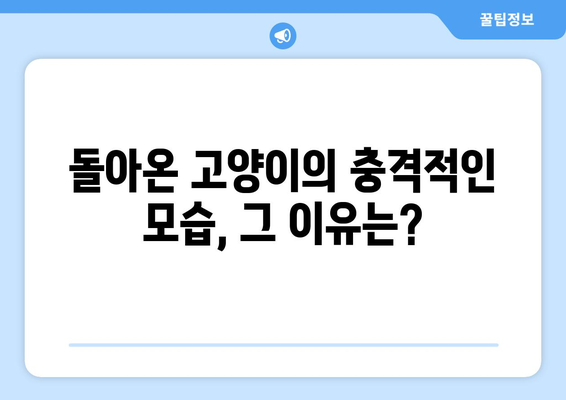 가정부에게 집 맡긴 후 돌아온 고양이의 충격적인 모습 | 가정부, 고양이, 안전, 주의 사항, 사건