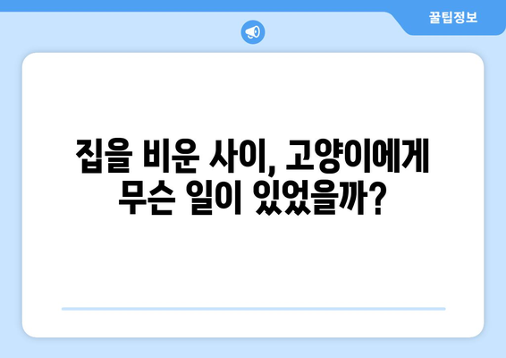 가정부에게 집 맡긴 후 돌아온 고양이의 충격적인 모습 | 가정부, 고양이, 안전, 주의 사항, 사건