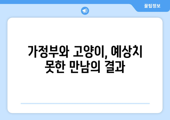 가정부에게 집 맡긴 후 돌아온 고양이의 충격적인 모습 | 가정부, 고양이, 안전, 주의 사항, 사건